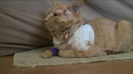 Hero cat takes bullet to save life of three-year-old boy